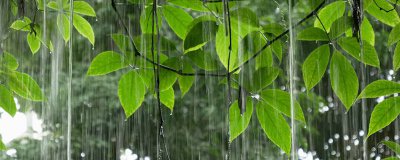 ​热带雨林会有什么危险 热带雨林会出现哪些危险