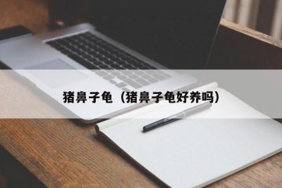 ​猪鼻子龟（猪鼻子龟好养吗）