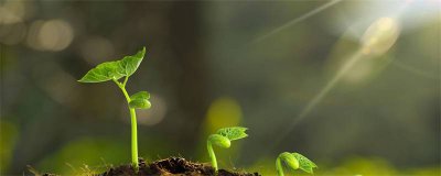 ​南北方植物差异的原因是什么 南北方植物的差别