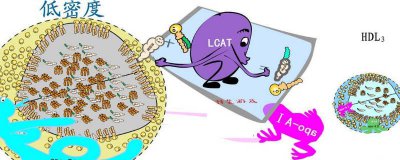 ​ldl的意思 ldl什么意思啊