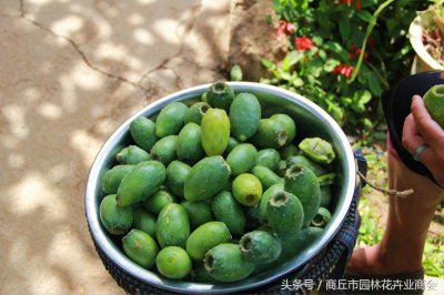 ​仙人掌能食用吗怎么吃法 仙人掌能食用吗?有没有毒