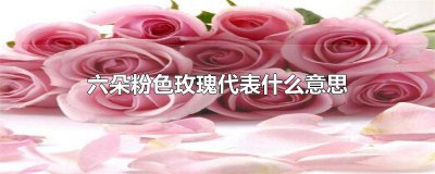​六朵粉色玫瑰代表什么意思 六朵粉色玫瑰代表什么意思呀