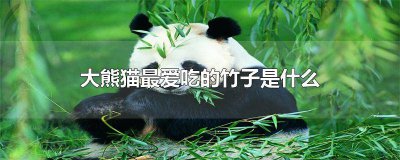 ​大熊猫最爱吃的竹子其实是毛竹还是青川箭竹 大熊猫最爱吃的竹子其实是毛竹还是