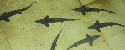 ​鲟鱼为什么要用热水烫 鲟鱼怎么处理干净