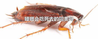 ​蟑螂会吃死去的蟑螂吗图片大全 蟑螂会吃死去的蟑螂吗图片视频