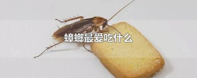 ​蟑螂最爱吃什么味道 蟑螂最爱吃什么食物图片