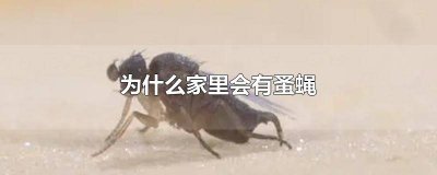 ​家里有蚤蝇正常吗图片 家里有蚤蝇正常吗怎么办