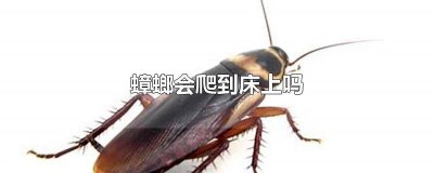 ​蟑螂为什么会在床上爬 蟑螂一般会不会往床上爬