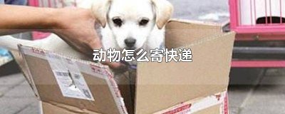 ​动物怎样寄快递便宜点 动物怎样寄快递便宜一点