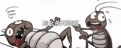 ​消灭蟑螂妙招 快速消灭蟑螂的小妙招