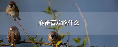 ​麻雀喜欢吃什么虫子图片 麻雀喜欢吃什么虫子的食物