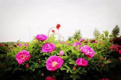 ​醉美冠群芳蓝盒的多少钱