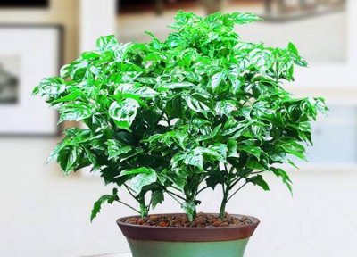 ​幸福树秋天会落叶吗（秋天落叶属于自然现象）