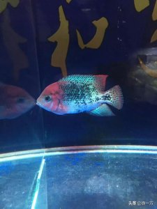 ​罗汉鱼好养吗（新手饲养罗汉鱼需要注意的几个小常识）