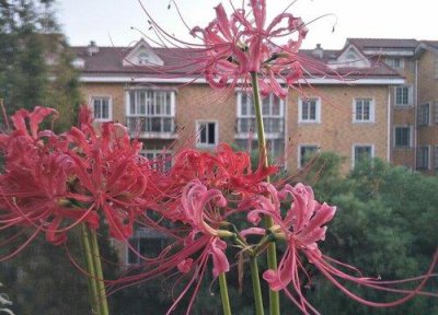 ​象征冷血无情的花