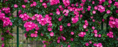 ​蔷薇花语