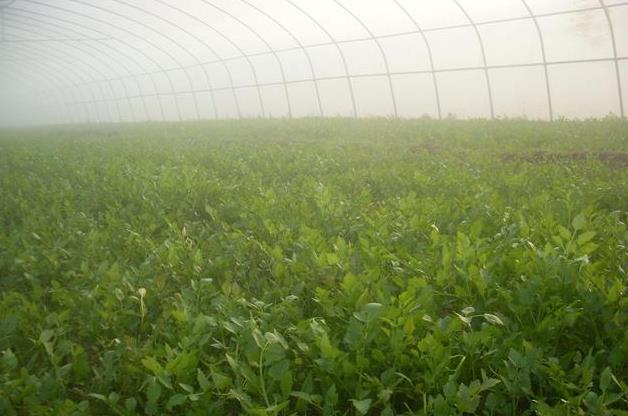 小叶芹怎么做好吃 小叶芹野菜有毒吗