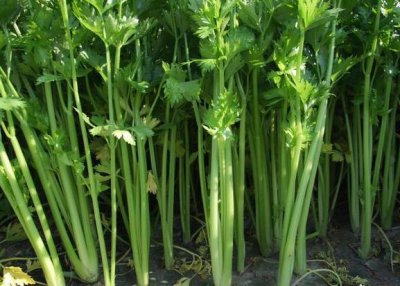 ​小叶芹怎么做好吃 小叶芹野菜有毒吗