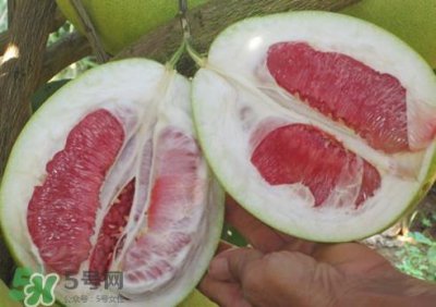​红肉蜜柚是哪里产的？红肉蜜柚的种植技术