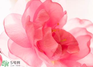 五月份还有樱花吗？日本5月份还有樱花吗？