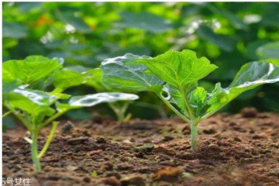 ​什么是野菜呢 野菜有什么营养价值呢