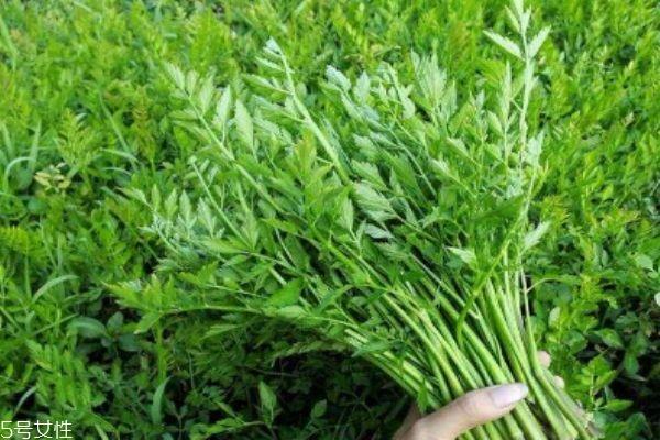 什么是野菜呢 野菜有什么营养价值呢