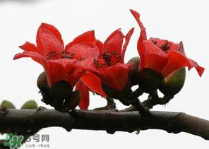 春分会下雨吗？春分节气下雨好还是不好？