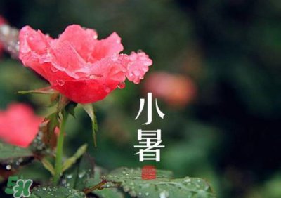 ​小暑是入伏吗？小暑是不是入伏？