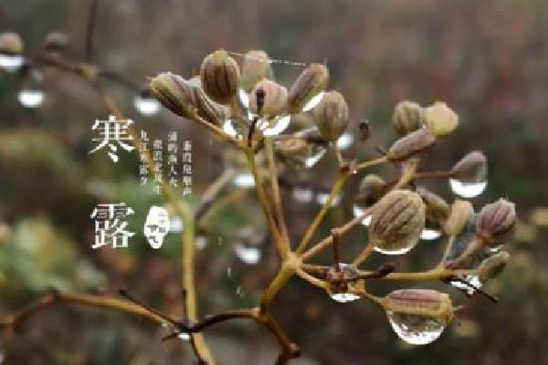 寒露的节气的含义是什么意思 寒露的来历和风俗