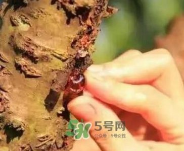 ​桃胶适合什么人吃？吃桃胶会上火吗？