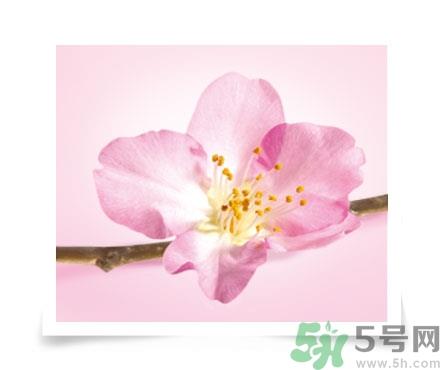 淳萃水舞樱花洗发水好用吗？淳萃水舞樱花洗发水多少钱？