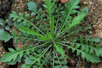 ​什么野菜抗癌最有效 野菜都有哪些品种可以吃