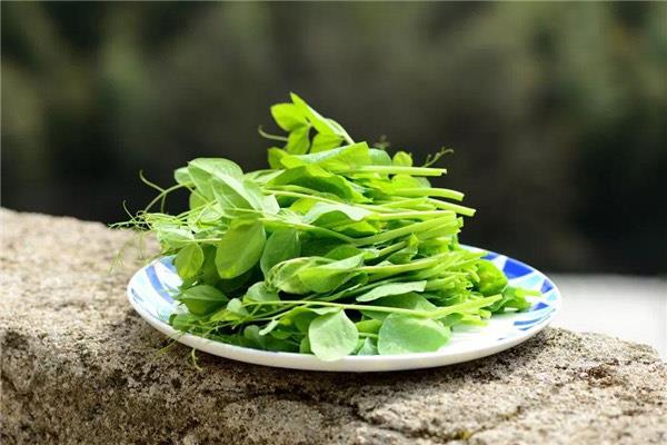 生活什么野菜抗癌最有效 野菜都有哪些品种可以吃  3