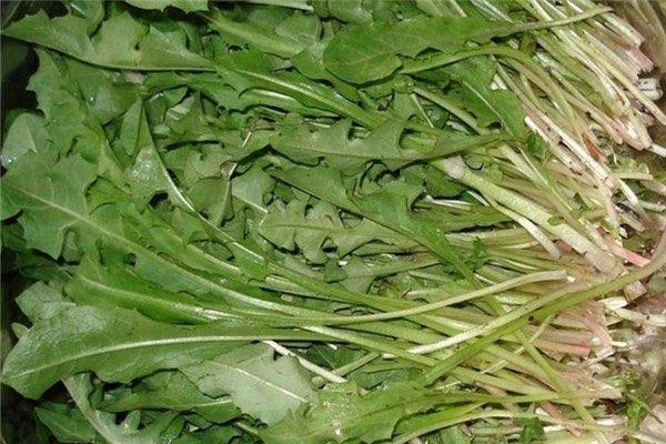 生活什么野菜抗癌最有效 野菜都有哪些品种可以吃  2