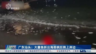 ​广东大量鱼跃出海面跳上岸 官方回应