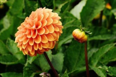 ​秋天都开些什么花（代表秋天的花朵大全）