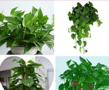 ​哪些植物能净化空气根据研究这些绿叶好帮手