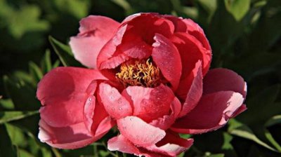 ​牡丹花什么时候开花 几点钟，早上七点左右(牡丹不喜高温)