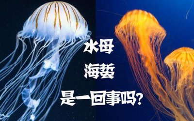 ​海蜇是水母吗？海蜇和水母的区别