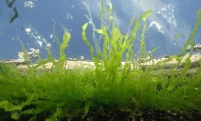 ​世界上最早的植物是什么（世界上最早的植物介绍）