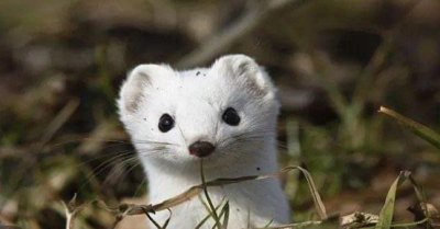 ​白鼬具有独特的狩猎技巧 堪称是森林中的死神(嗅觉能力强)