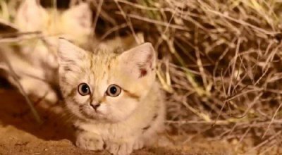 ​沙猫多少钱一只幼崽