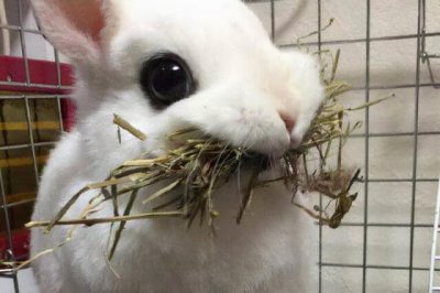 ​养宠物兔子注意事项和禁忌（养宠物兔子对孩子的危害)