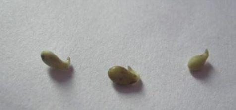蓝目菊从播种到花开的种植和养护方法