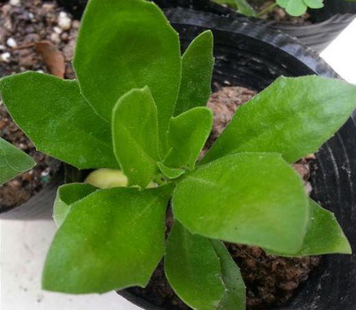蓝目菊从播种到花开的种植和养护方法