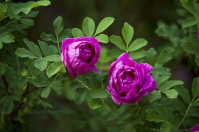 ​玫瑰花怎么养可以花繁叶茂