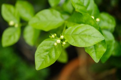 ​茉莉适合放在室内吗