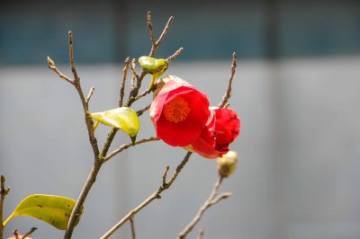 ​山茶花小苗什么时候移栽，山茶花移栽需要注意什么事项
