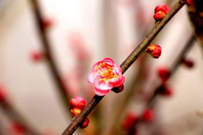 ​梅花适合养室内吗