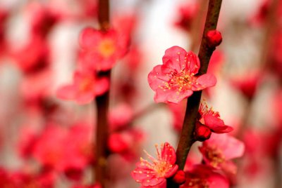 ​梅花换盆需要注意什么